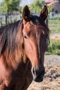 Portrait of horse Stock Photos