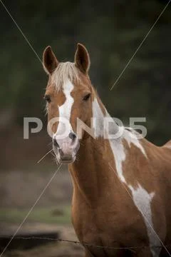 Portrait of a horse. Stock Photos