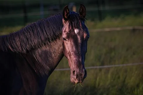 Portrait of a horse Stock Photos