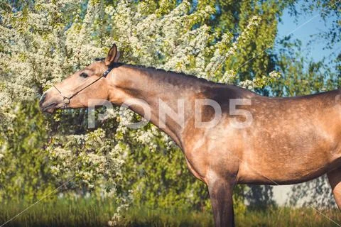 Portrait of horse on spring blossom background Stock Photos