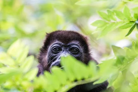 Portrait of a howler monkey Stock Photos