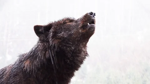 Portrait Howling wolf winter isolated on a white screen Stock Footage 127232223