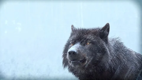 Portrait Howling wolf winter isolated on a white screen Stock-Footage 127232324