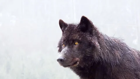 Portrait Howling wolf winter isolated on a white screen, slow motion Stock Footage 325326951