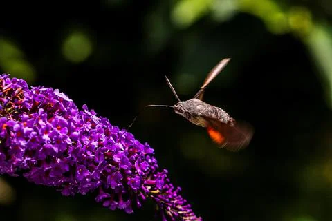 A portrait of a hummingbird hawk-moth hovering above a butterfly bush feeding Stock Photos