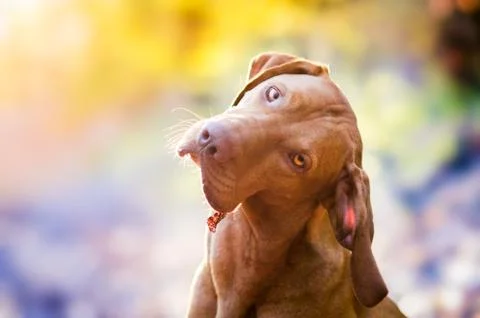 Portrait of hungarian hound hunter pointer vizsla dog in the morning spring s 库存照片