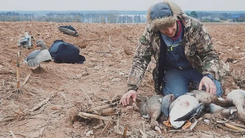 Portrait of a hunter with dead geese. Extraction. Goose Hunter. hunting trophy Видео 105786154
