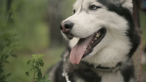 Portrait of a Husky closeup Stock Footage 78056287