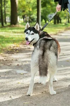 Portrait Husky dog with a smile Stock Photos