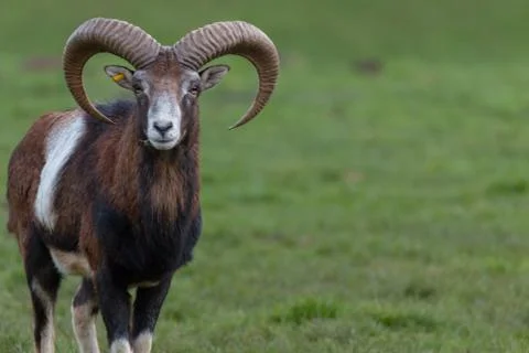 Portrait of a ibex Stock Photos