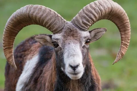 Portrait of a ibex Stock Photos