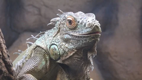 Portrait of iguana lizard Stock Footage 91847095