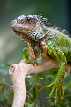 Portrait of an iguana Stock Photos