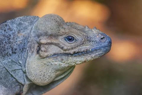 Portrait of an iguana on Stock Photos