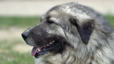 Illyrian Sheepdog Sarplaninac For Sale Portrait Of An Illyrian