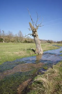 Portrait image of dead tree with no foliage beside small stream Stock Photos