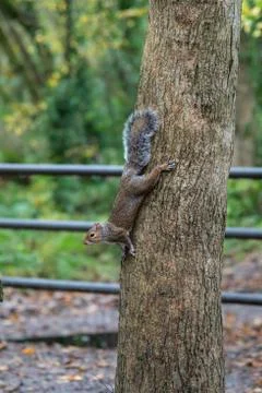 Portrait image of a grey squirrel climbing on the tree trunk Stock Photos