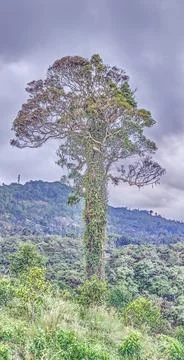 Portrait image of an overgrown large tree in the jungle of Thailand Stock-Fotos