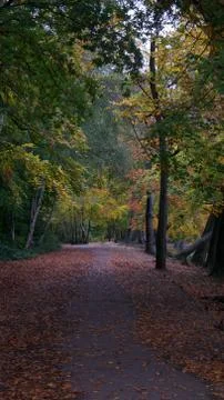 Portrait image of path leading through woods in autumn or fall Stock Photos