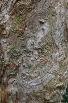 Portrait image of tree trunk showing swirly woodgrain with space for copy Stock Photos