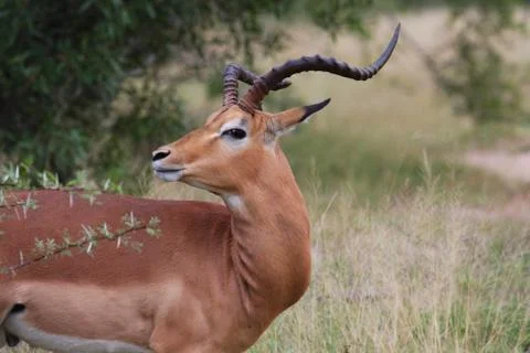 Portrait of a impala Stock Photos