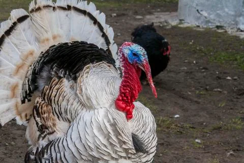 Portrait of an important turkey in the backyard Stock Photos