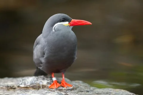 Portrait of an inca tern Stock Photos