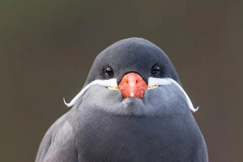 Portrait of an inca tern Stock Photos