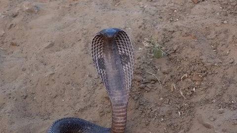 Portrait Indian cobra snake in Pushkar, India, close up Stock Footage