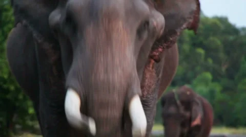 Portrait of indian elephant Stock Footage 38497290