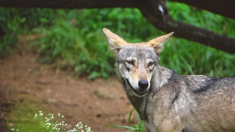 Portrait of indian gray wolf in the forest, a pack of wolves running in the.. Stock Footage 341345675
