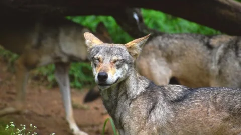 Portrait of indian gray wolf in the forest, high quality footage. Stock Footage 341345726