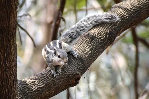 Portrait of an Indian squirrel on a tree Foto stock