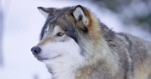 Portrait of insecure wolf standing in winter forest Stock Footage 72319427