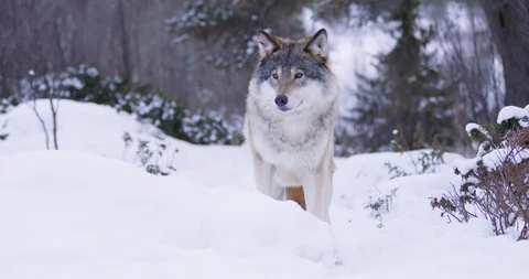 Portrait of insecure wolf standing in winter forest Stock Footage 95247473