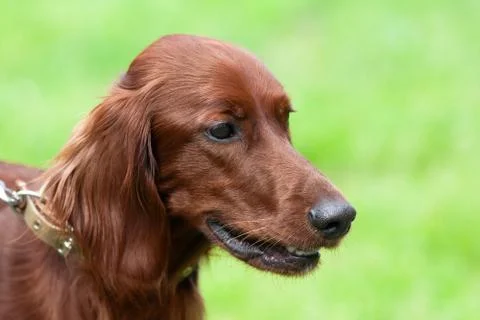 Portrait of Irish setter Stock Photos