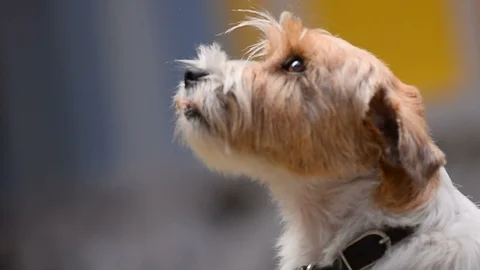 Portrait of Jack Russel terrier Stock Footage 96987720
