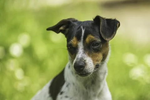 Portrait of a Jack Russell in Spring Fotos Stock