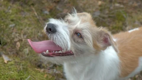 Portrait of a Jack Russell Terrier in the spring forest. Head close-up with tong Stock-Footage 182494996
