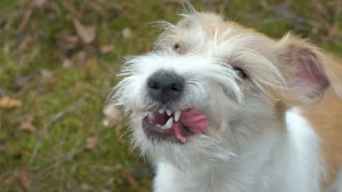 Portrait of a Jack Russell Terrier in the spring forest. Head close-up with tong Stock Footage 182496508