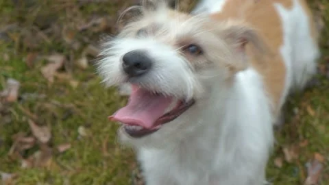 Portrait of a Jack Russell Terrier in the spring forest. Head close-up with tong Stock-Footage 182498618