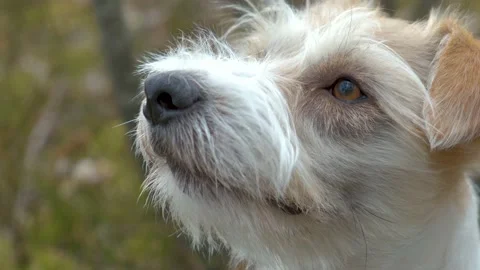 Portrait of a Jack Russell Terrier in the spring forest. Head close-up with tong Stock-Footage 182500011