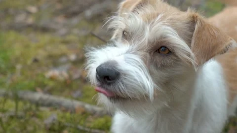Portrait of a Jack Russell Terrier in the spring forest. Head close-up with tong Stock-Footage 182502067