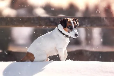 Portrait of Jack russell terrier in winter. Stock Photos
