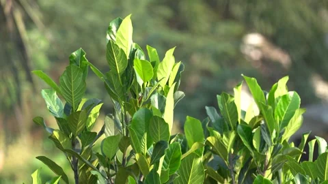Portrait of Jackfruit Leaves in High-Quality 4K Video Stock Footage 303258599