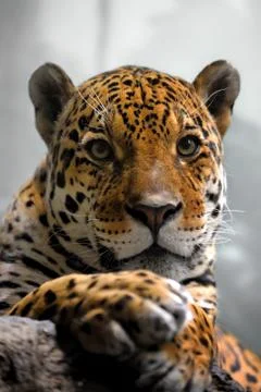 Portrait of jaguar Stock Photos