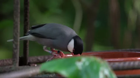 Portrait Of A Java Sparrow Bird Pecking On Its Feeder. Close up 库存影片 224777025