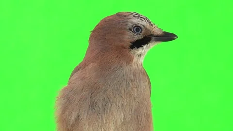 Portrait jay on a green screen, studio Stock Footage 156080996