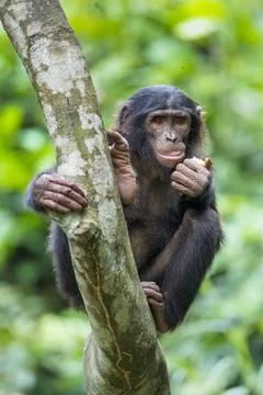 The portrait of juvenile Bonobo on the tree in natural habitat. Green natural Stock Photos