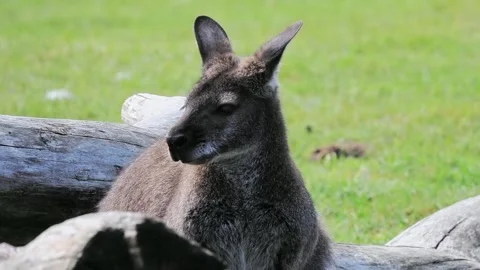 Portrait of a kangaroo on green grass Stock Footage 297860853